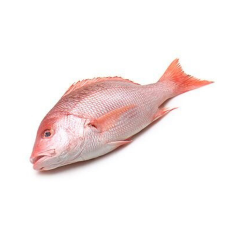 Red Snapper Box