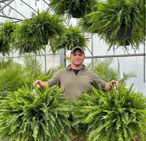 💥$9.99 On Sale Today Only🌱UV Resistant Lifelike Artificial Boston Fern