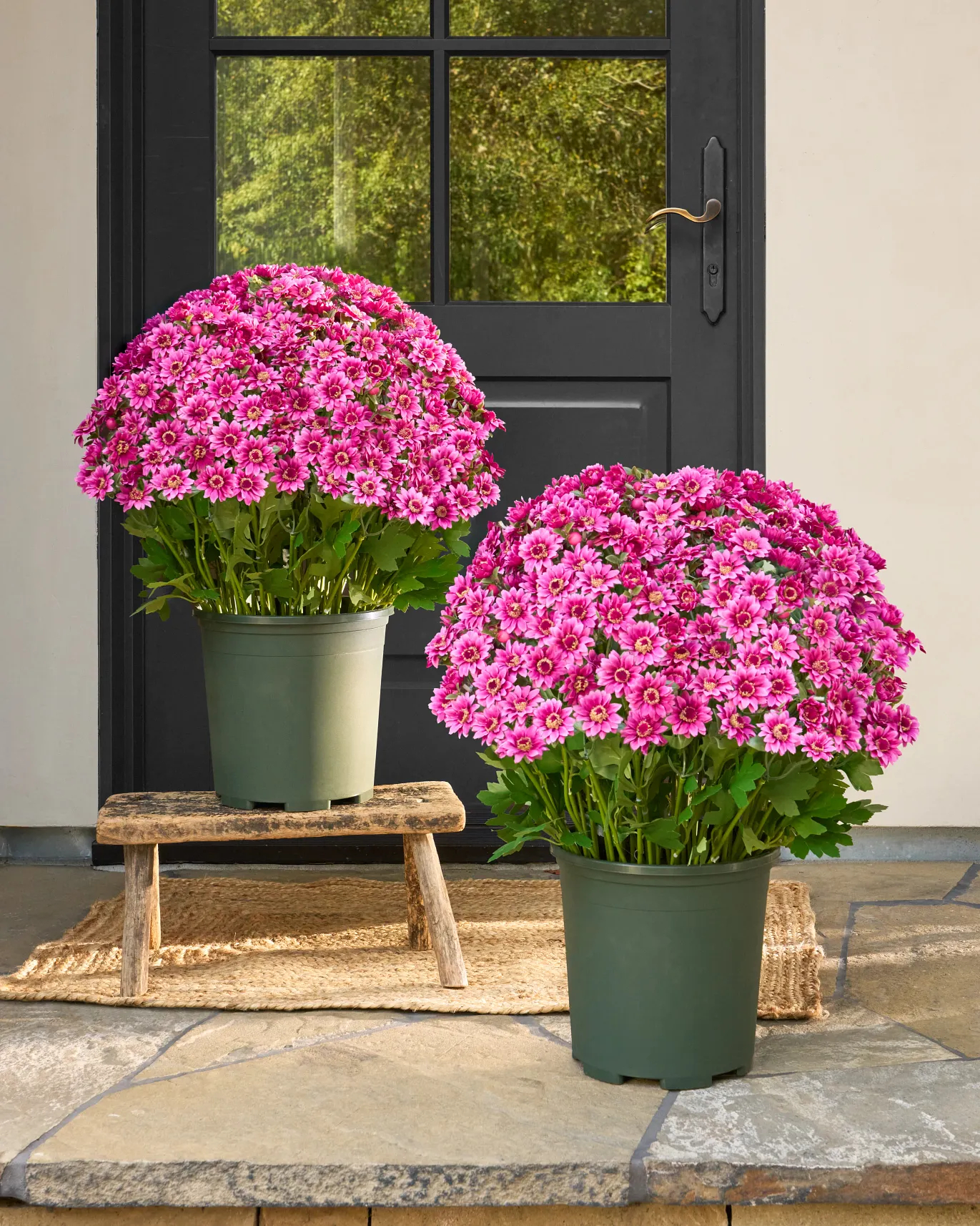 💥$9.98 On Sale Today Only🌼- Artificial Outdoor Sunset Mums Flowers - UV resistant, Waterproof, Windproof