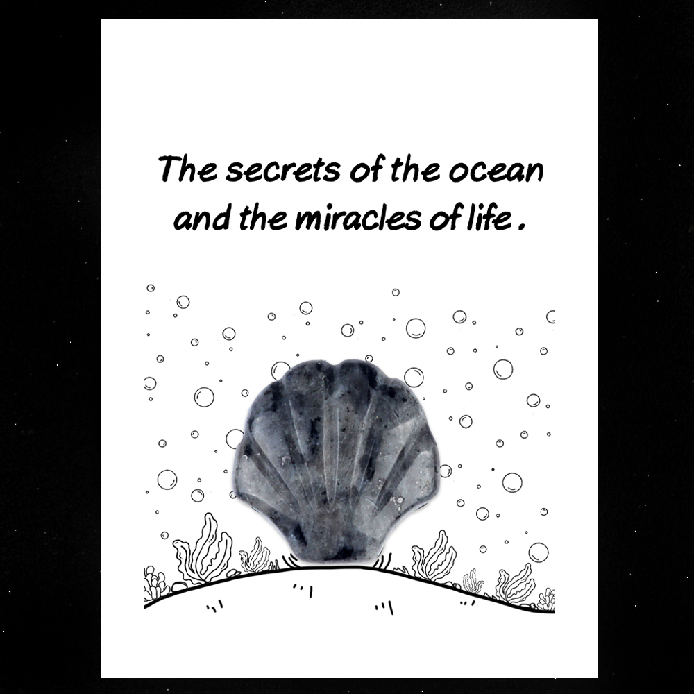 [Copy]Handmade Craved 30MM Gemstone Shell for Home & Office Decor SP1383-in card packing