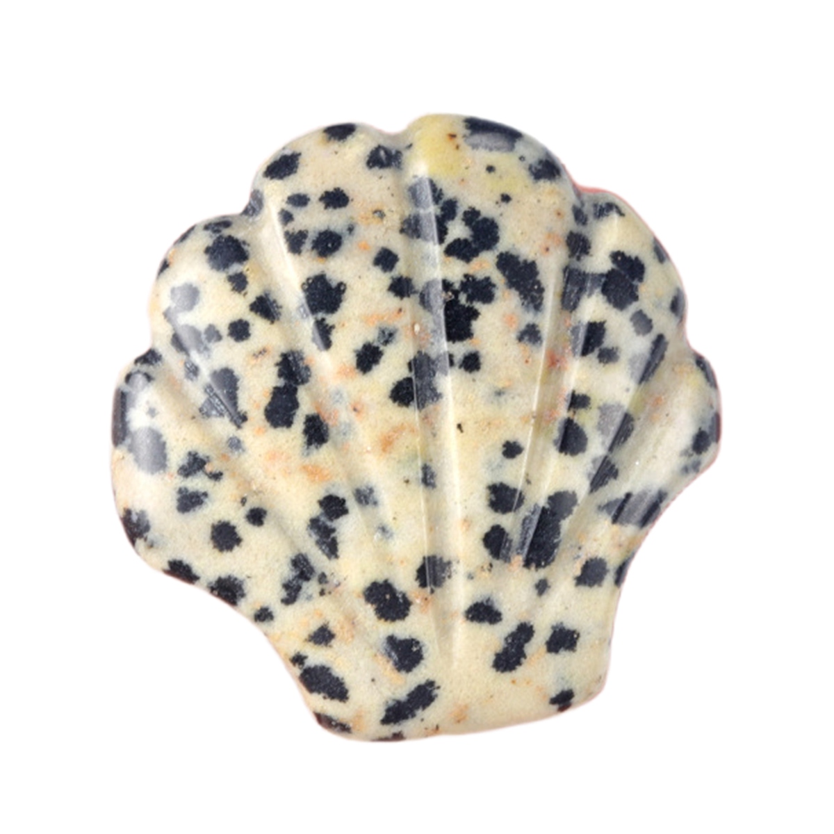 Handmade Craved 30MM Gemstone Shell for Home & Office Decor SP1383