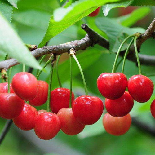 [Global-CN05] Magical Flavour Fruit Concentrated Flavors