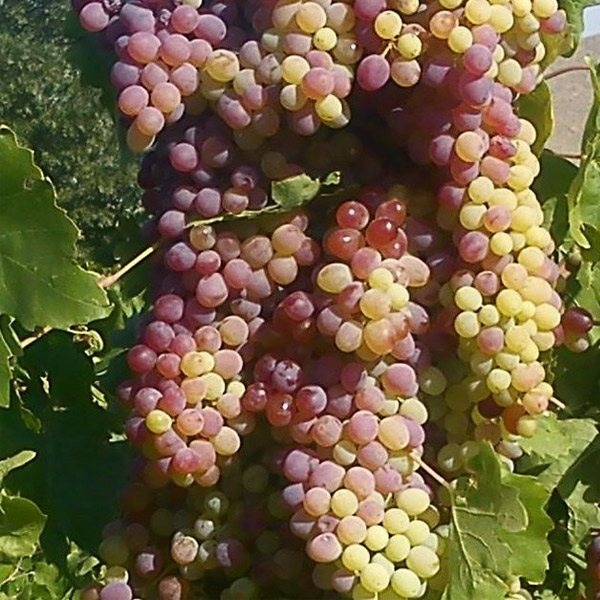 [Global-CN05] Magical Flavour Fruit Concentrated Flavors