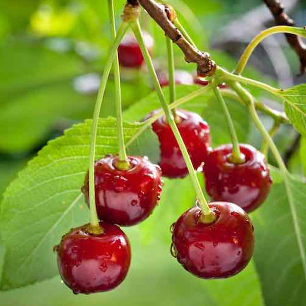 [Global-CN05] Magical Flavour Fruit Concentrated Flavors