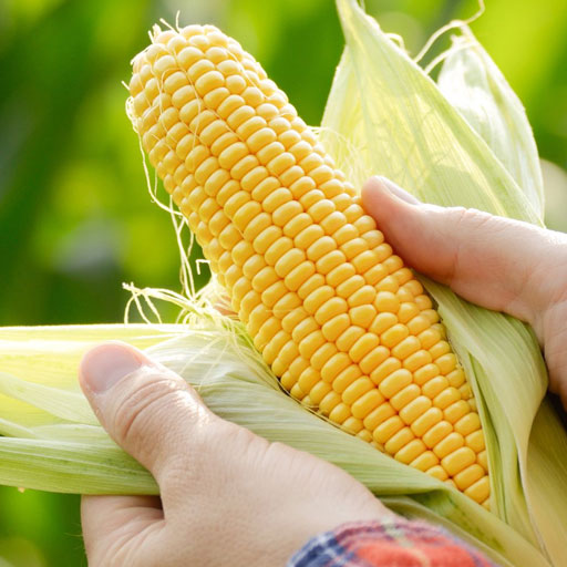 [Global-CN05] Magical Flavour Nut & Herb Concentrated Flavors