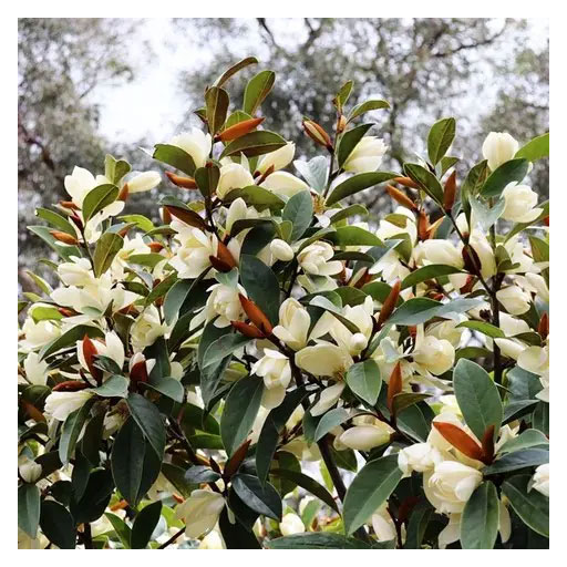 [Global-CN05] Magical Flavour Nut & Herb Concentrated Flavors