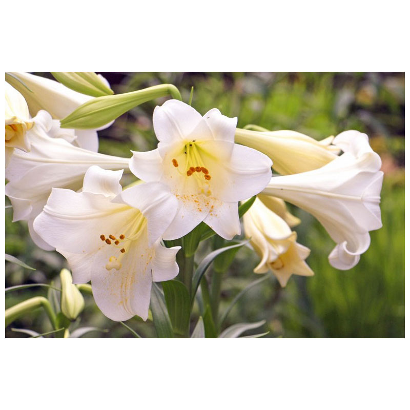 [Global-CN05] Magical Flavour Nut & Herb Concentrated Flavors