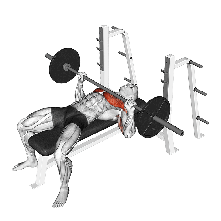 Beyond Weight Loss Unlocking the Power of Weight Benches for Fat Burn Trainnox