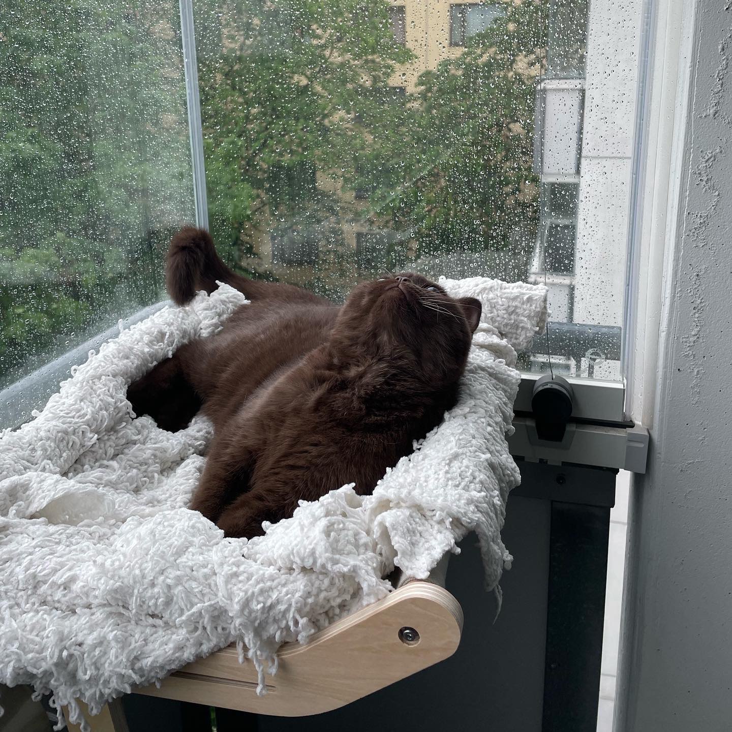 Cat Window Perch Lounge Mount Hammock Window Seat Bed Shel