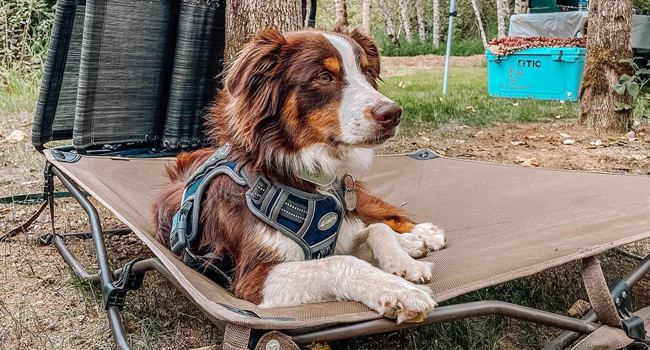 dog harness
