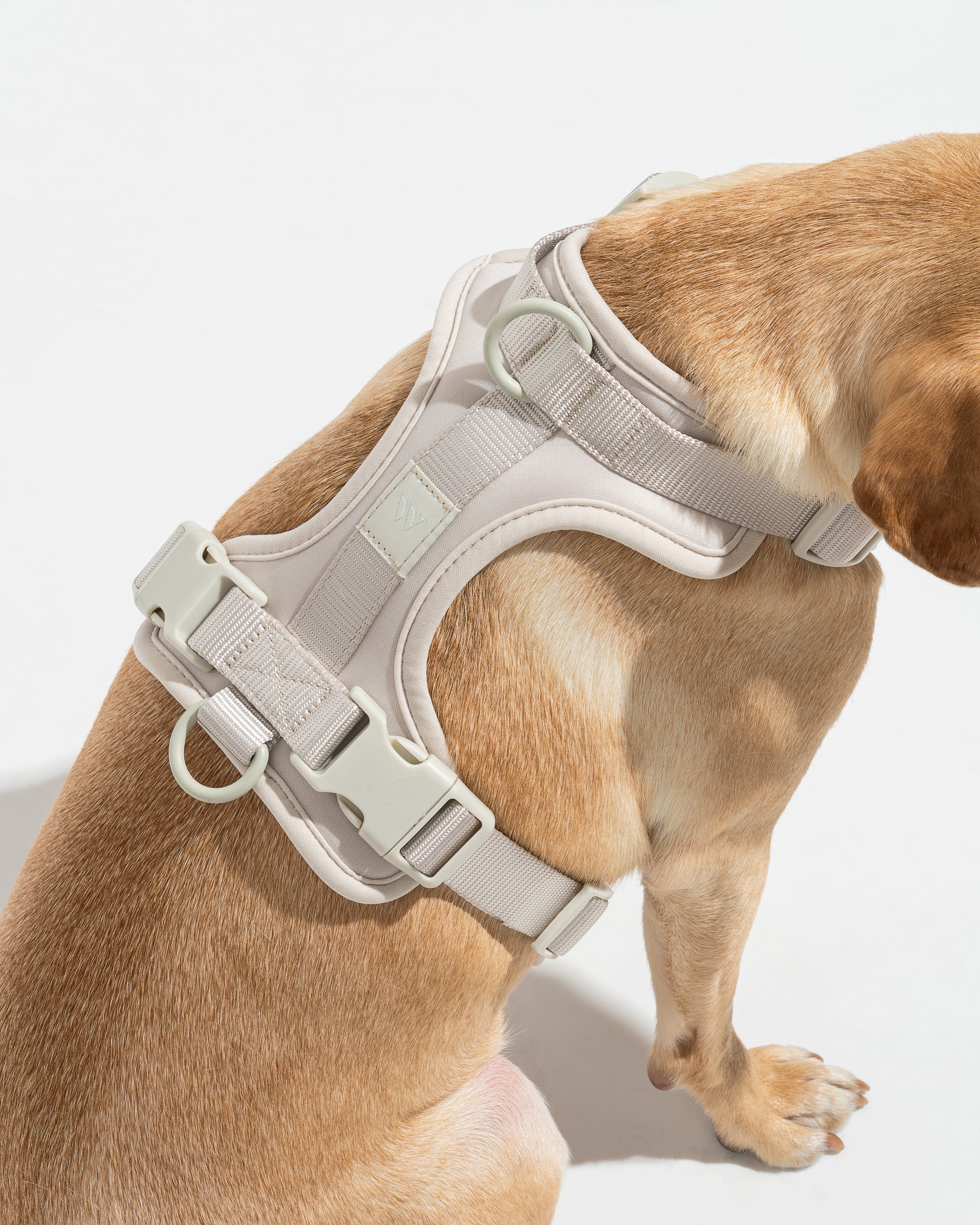 Dog Harness| Harness and Leash Walk Kit