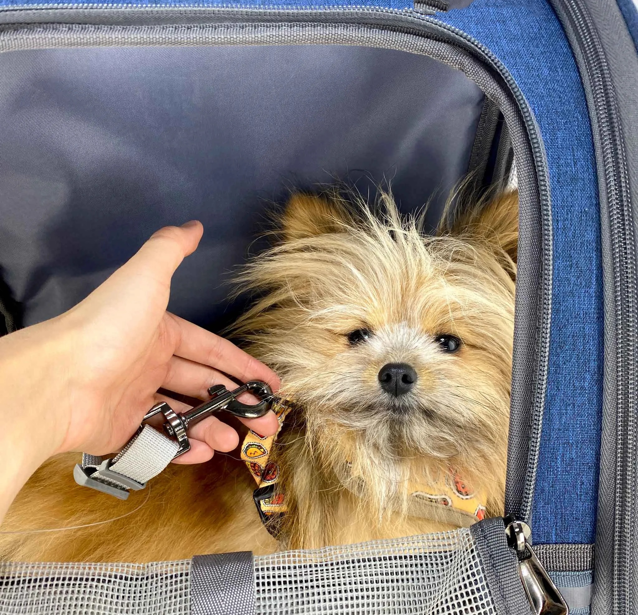 Pet Backpack Carrier