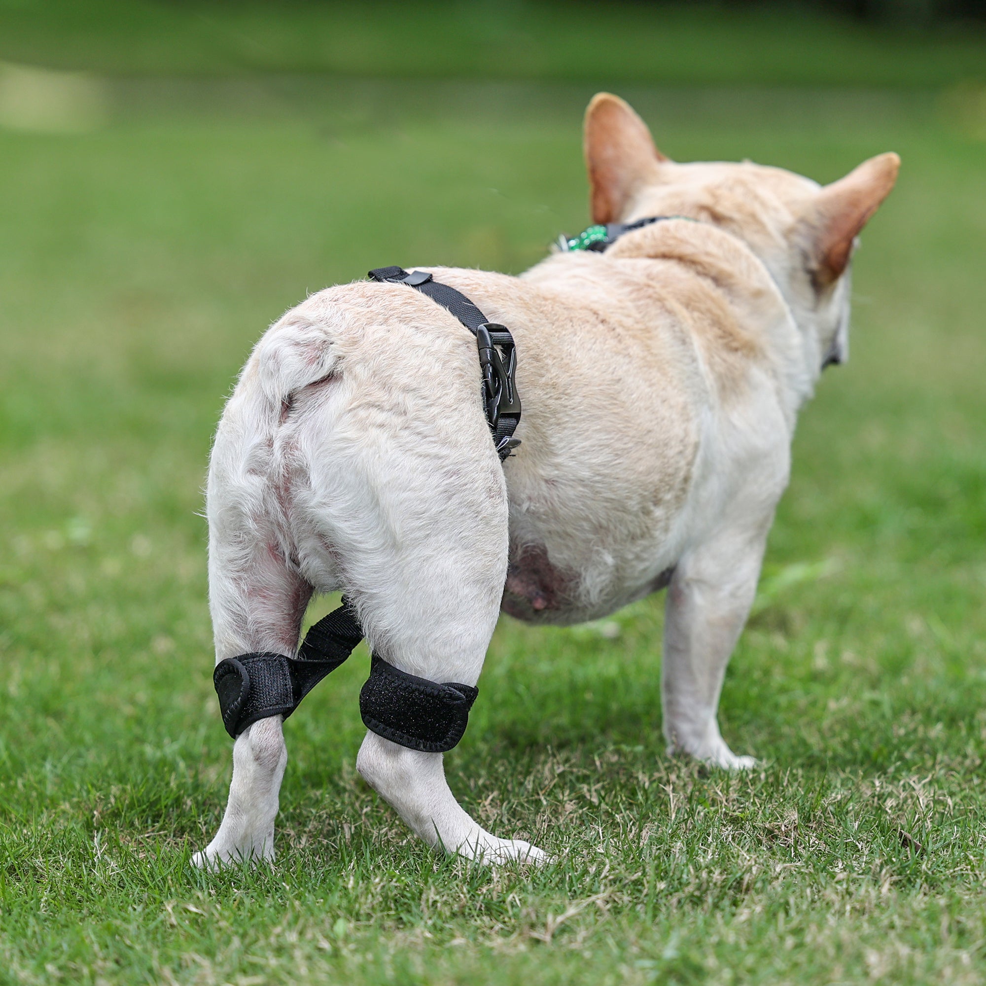 Professional Dog Hip Dysplasia Brace