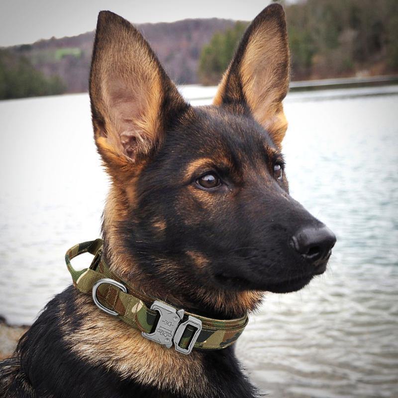 Heavy Duty Tactical dog collar with handle
