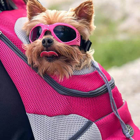 Small dog inside a pink Fur Sport&trade; - Pet Backpack Carrier.
