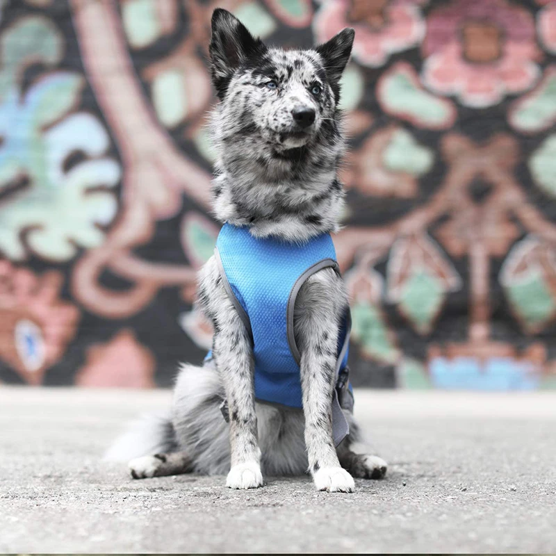 Rainbow Color Dog Cooling Vest