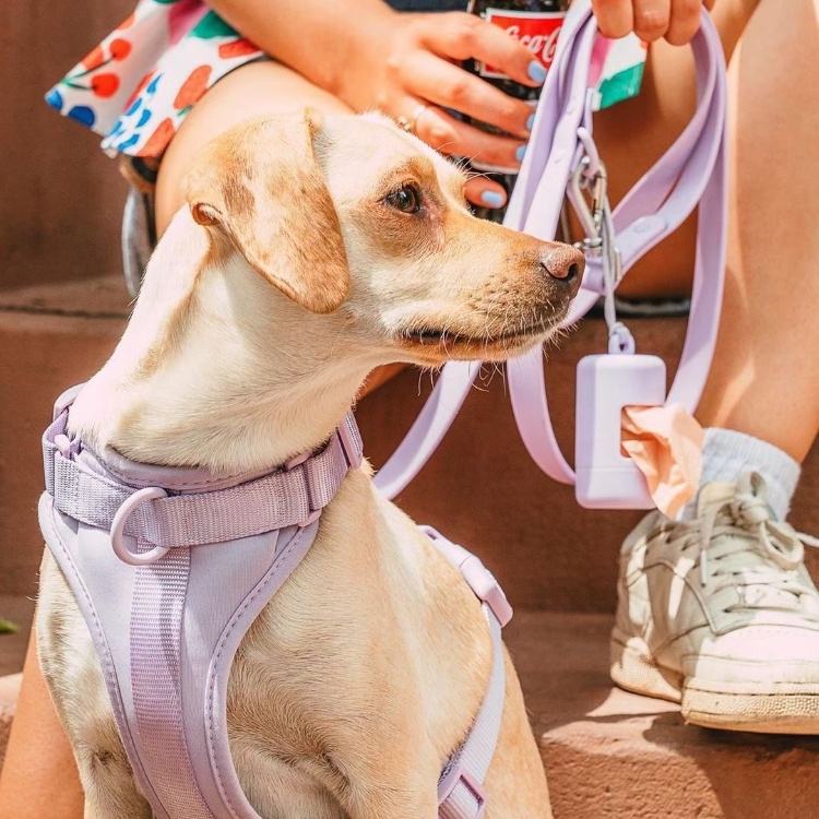 Dog Harness| Harness and Leash Walk Kit