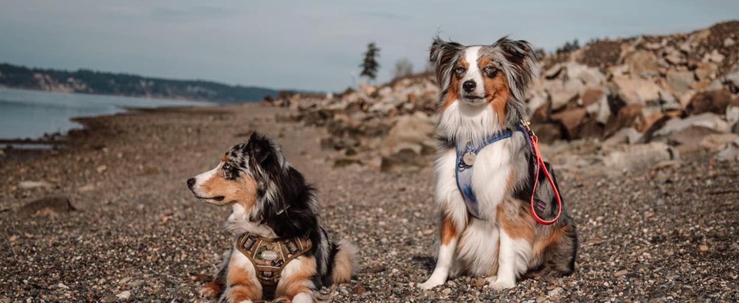 dog harness