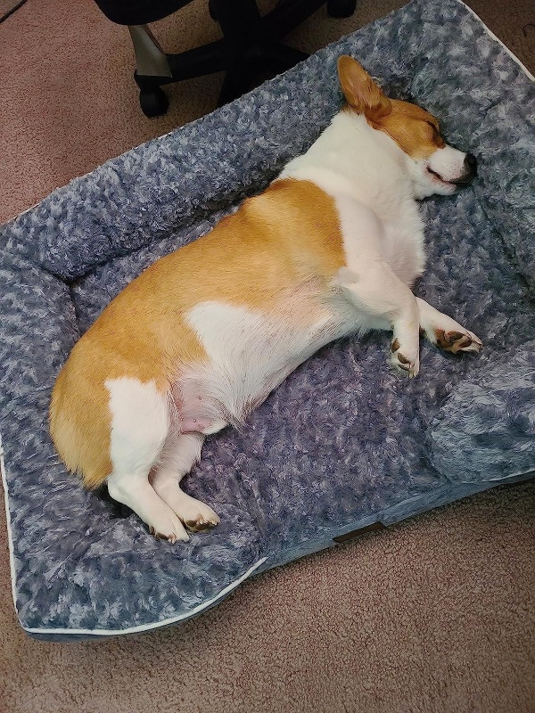 Dog Beds for Large Dogs, Orthopedic Egg Foam Dog Couch for Pet Sleeping