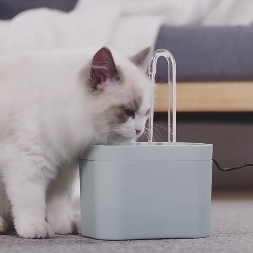 Filtered Water Fountain for Cats