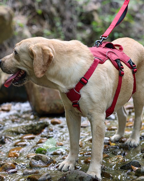 Escape Proof Dog Harness and Leash Set No Pull Adjustable Reflective Dog Vest with Padded Lift Handle
