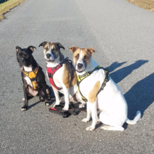 dog harness