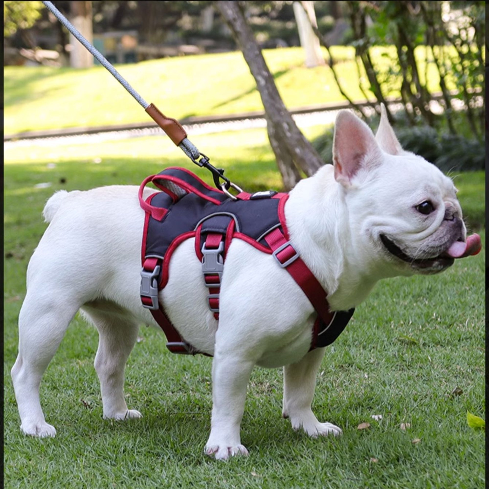 Anti-Escape Three-Piece Dog Chest and Back Harness