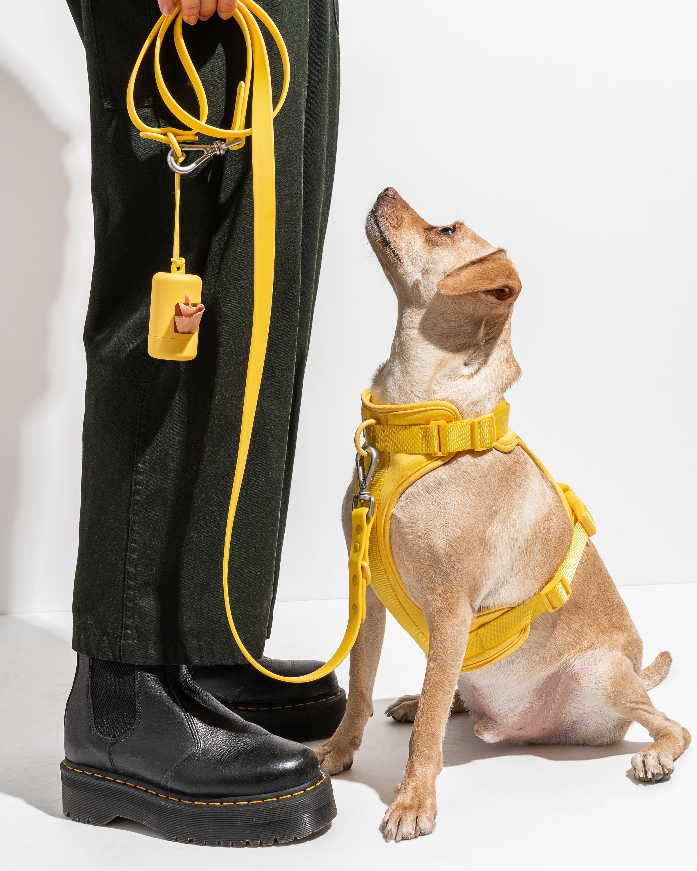 Dog Harness| Harness and Leash Walk Kit