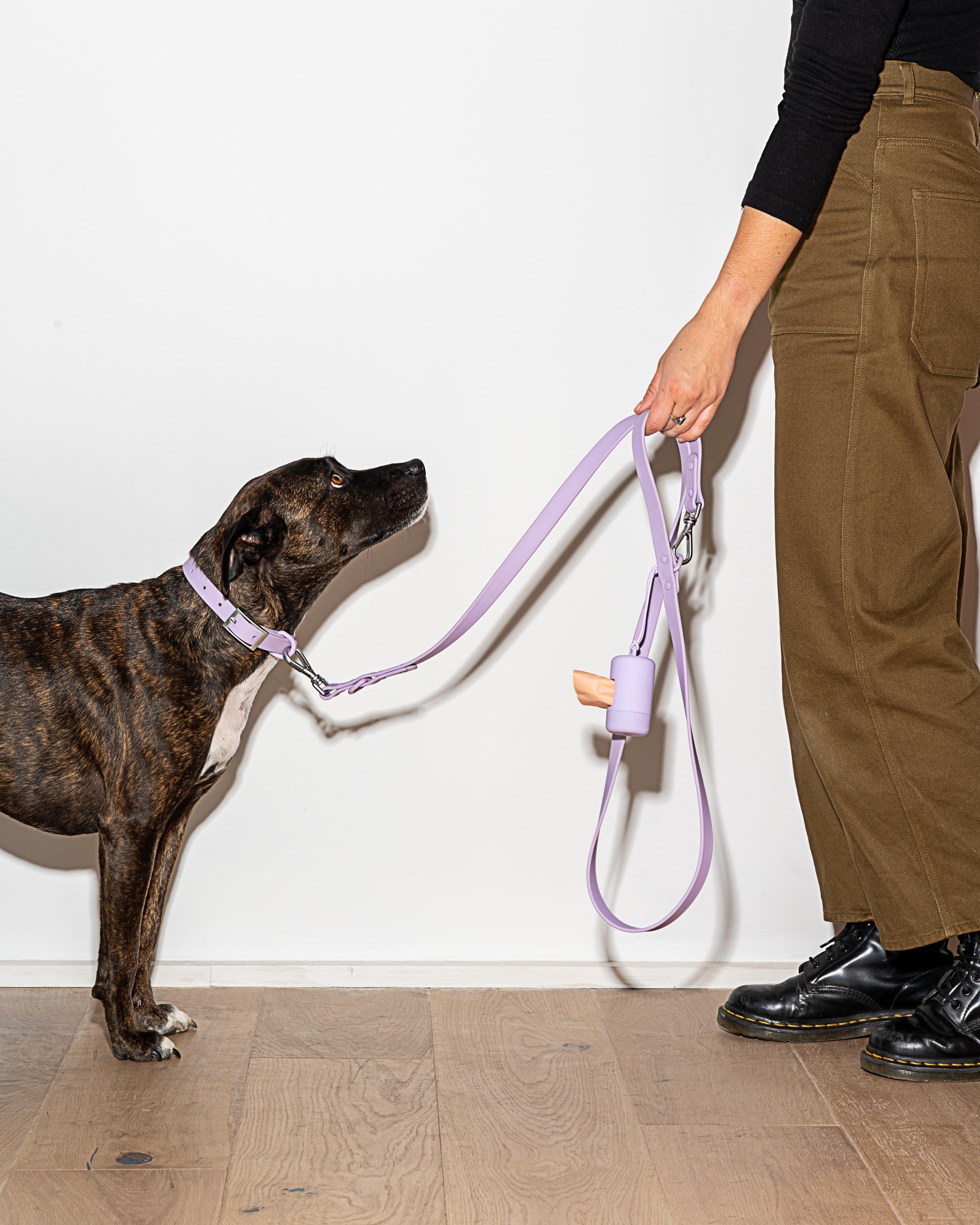 Dog Harness| Harness and Leash Walk Kit