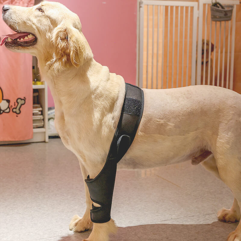 Dog Knee Brace Support For Torn Acl