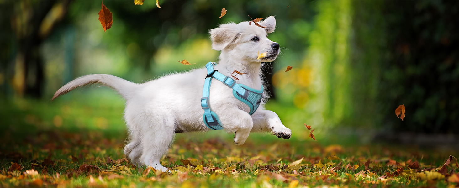 small dog harness and leash set puppy harness dog harness for medium dogs