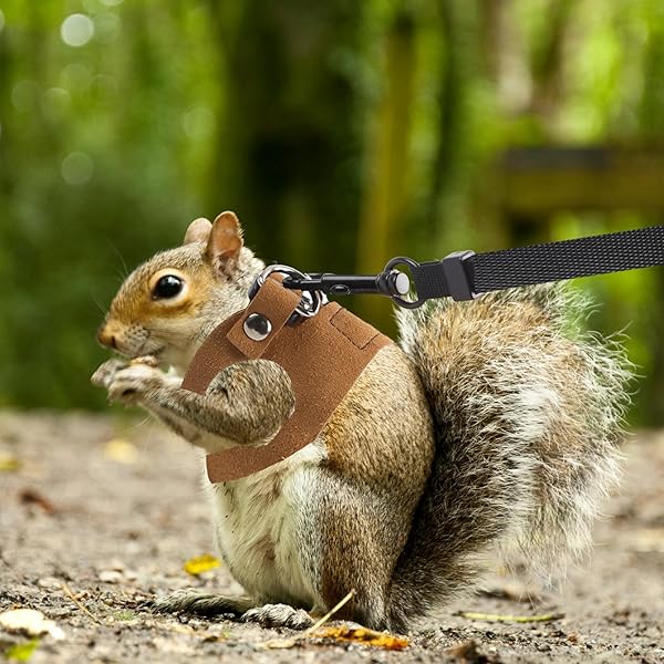 3 Pack Bearded Dragon Harness and Leash Set