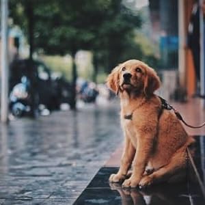dog's rain coats