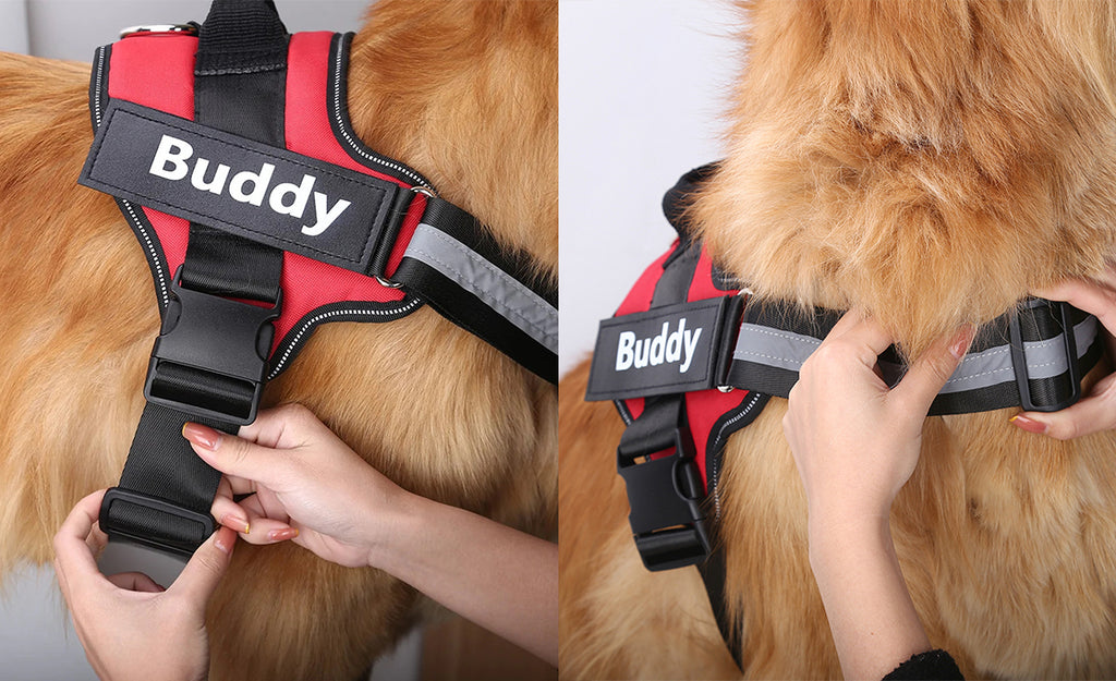 Personalized No Pull Dog Harness