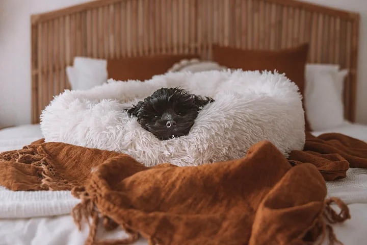 Pet Bed