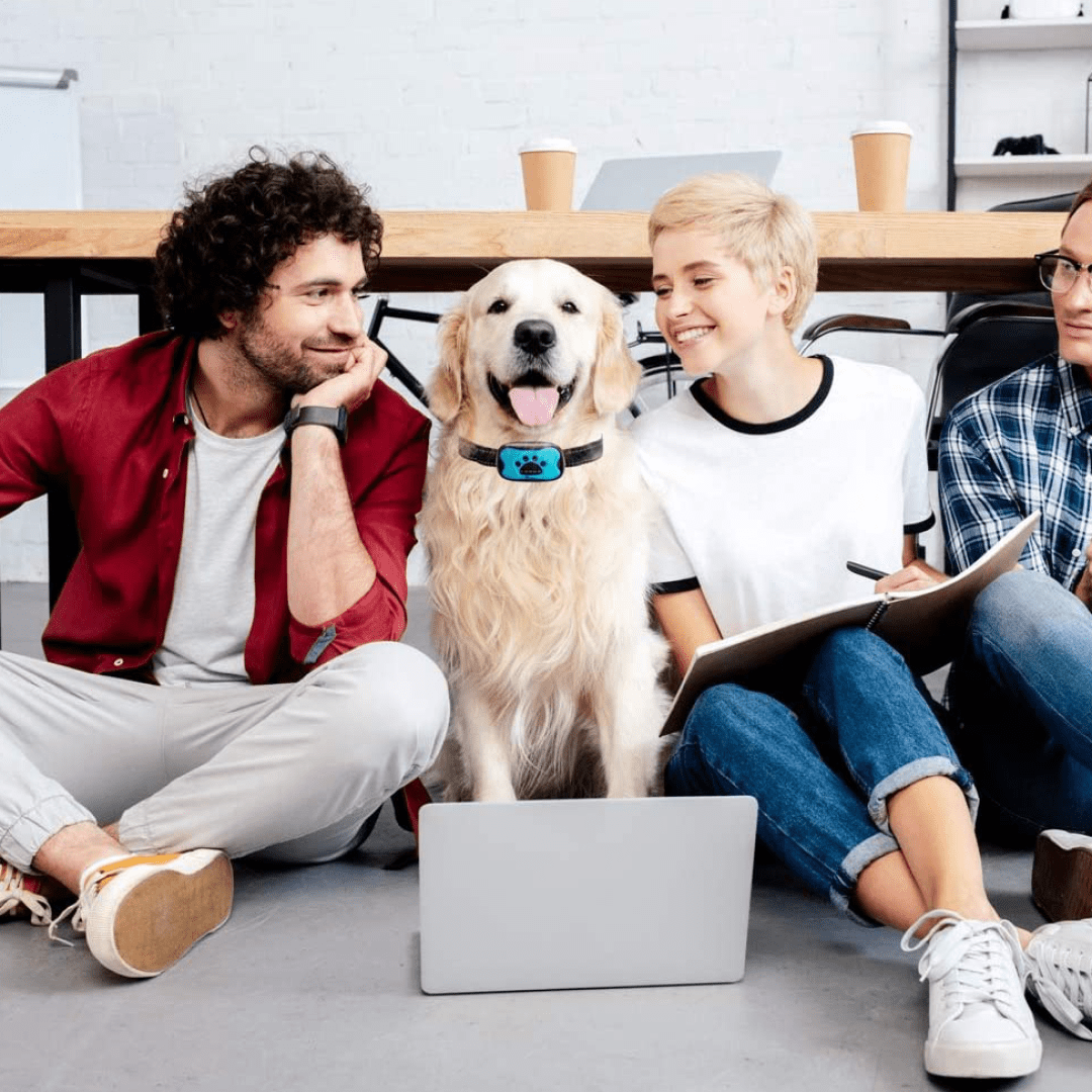 Dog Bark No-Shock Collar