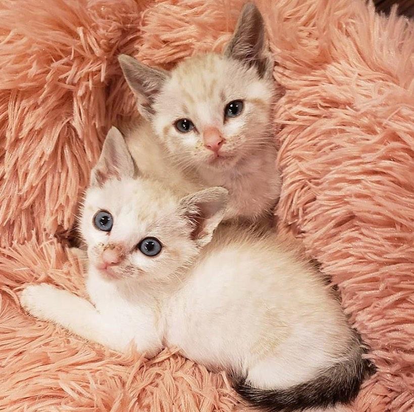 Calming Cat Bed - Original Anti-Anxiety  Cat Beds and Small Dog Beds