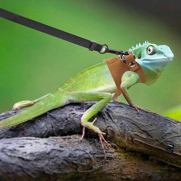 3 Pack Bearded Dragon Harness and Leash Set