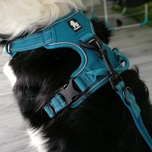 dog harness