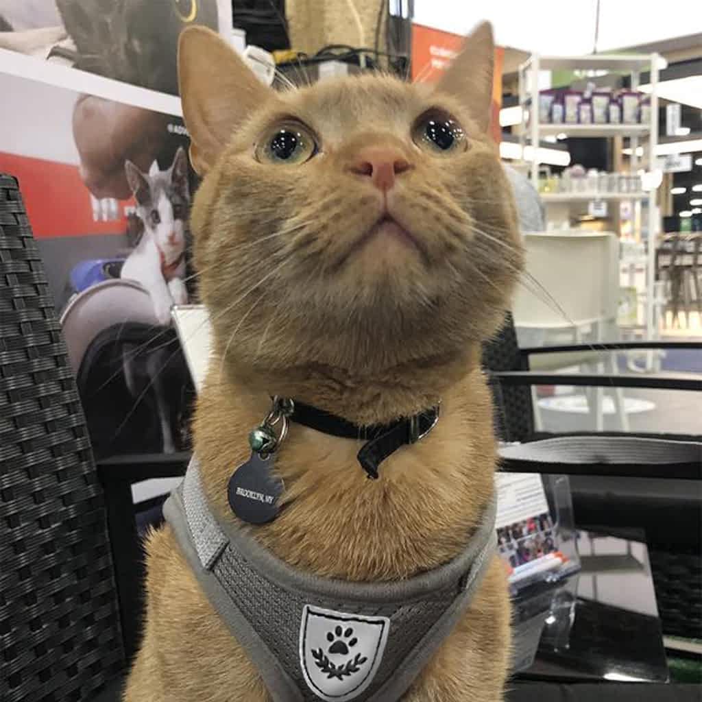 Reflective Cat & Kitten Harness And Leash Set