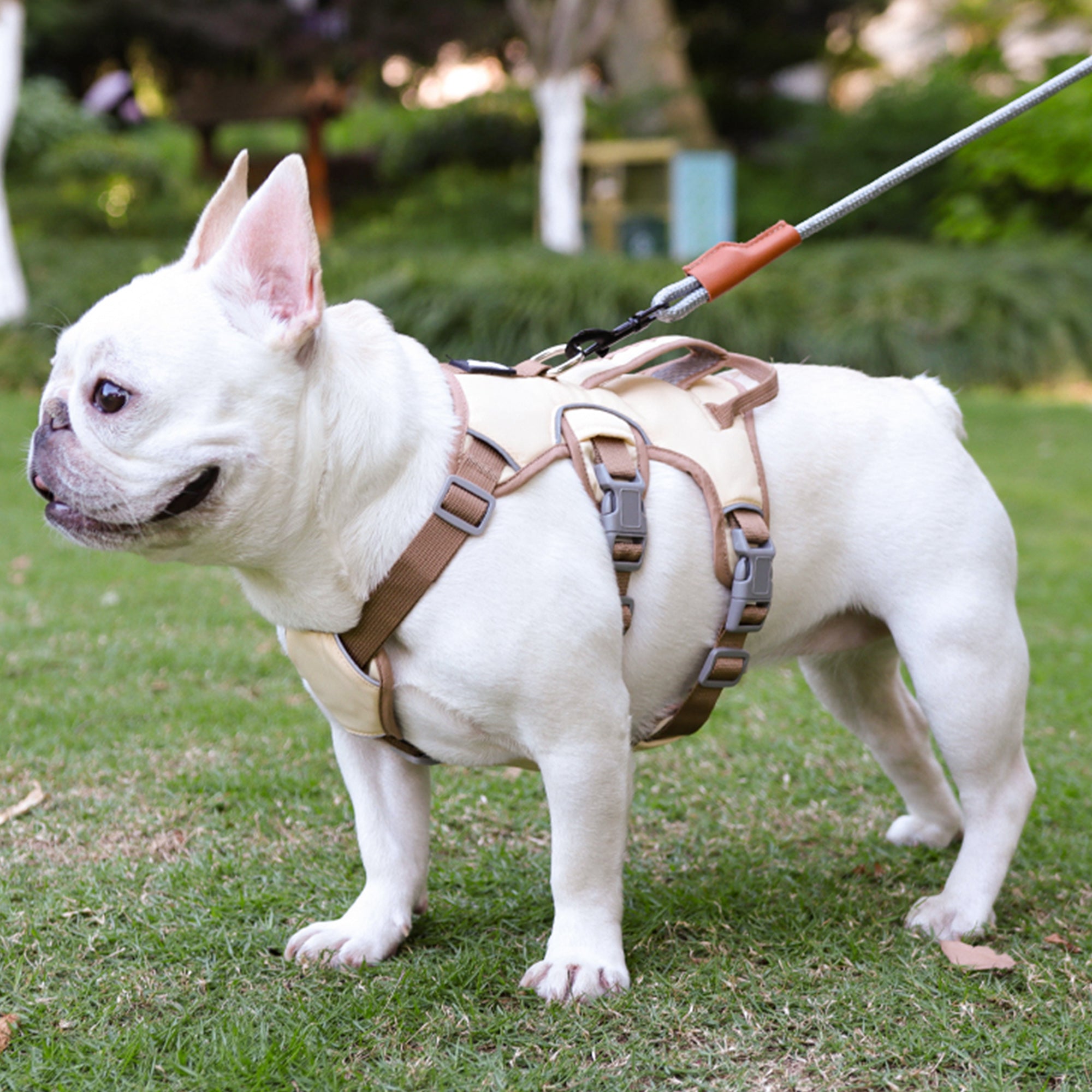 Anti-Escape Three-Piece Dog Chest and Back Harness