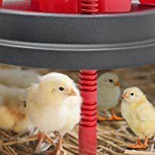 chick
