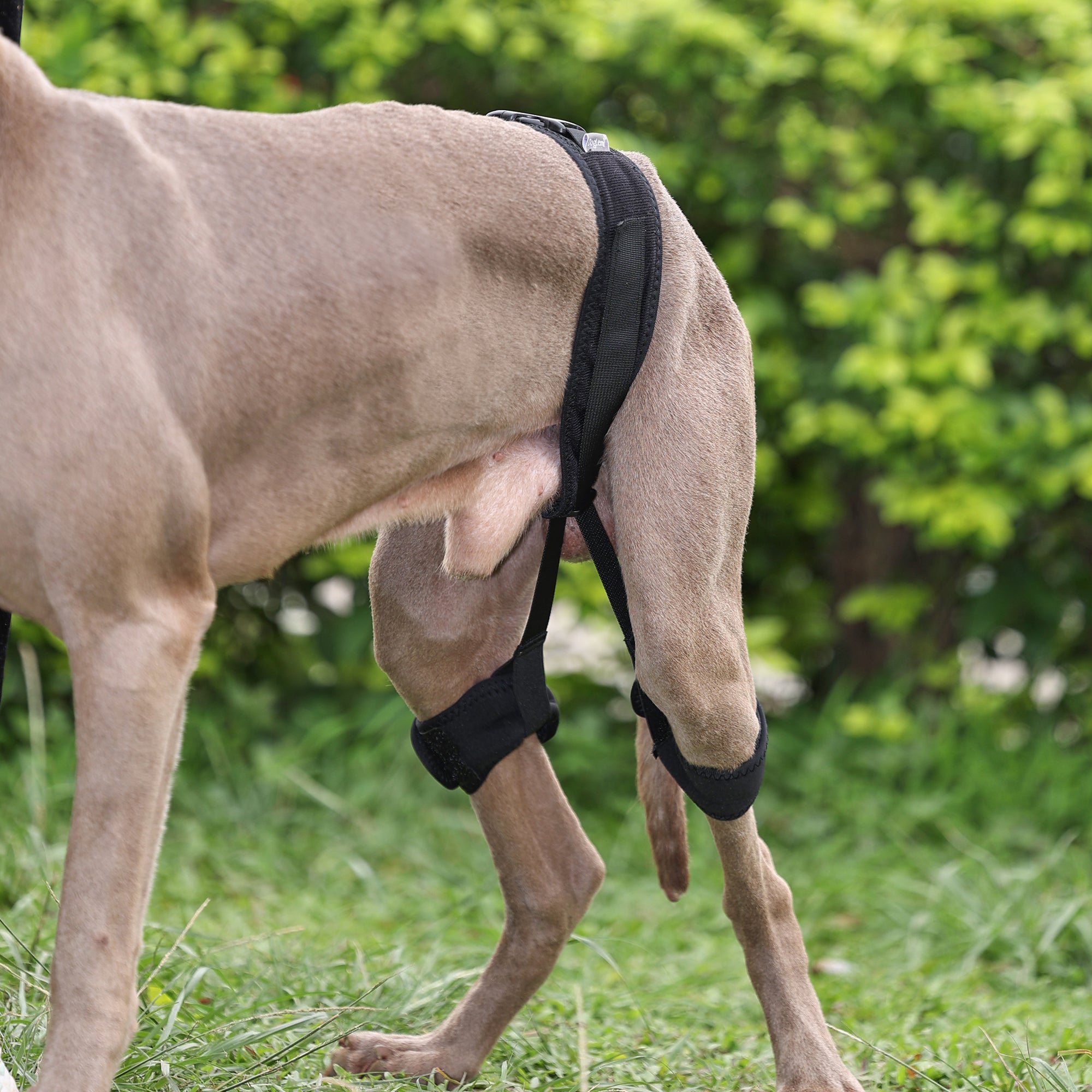 Professional Dog Hip Dysplasia Brace
