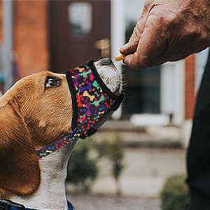 giving treats