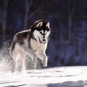 dog's outdoor coat