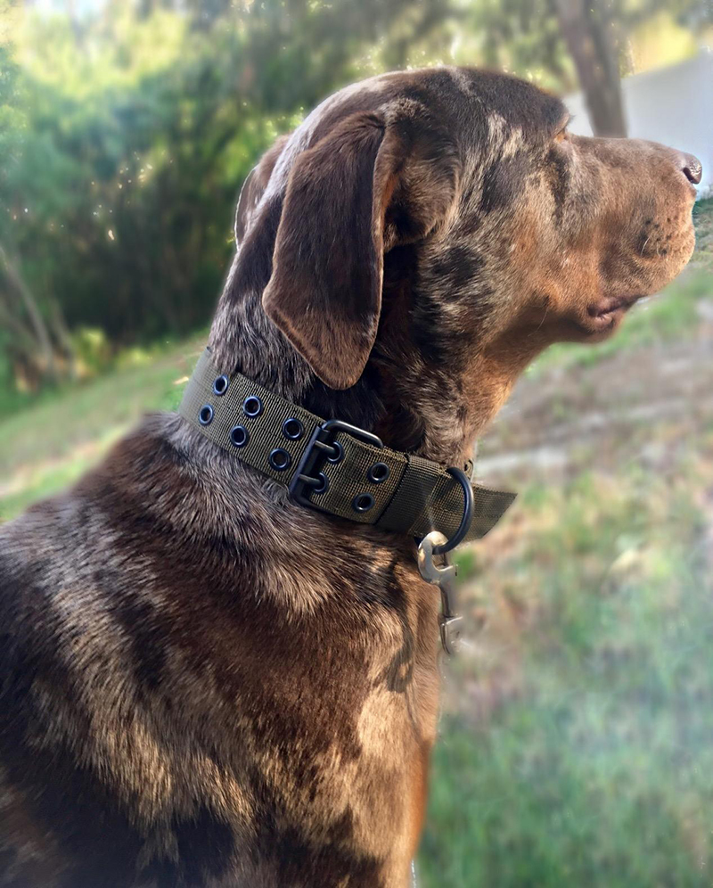 tactical dog collar