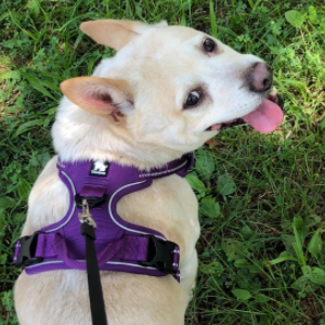 dog harness