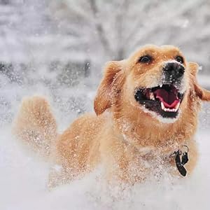 dog's snow proof coats