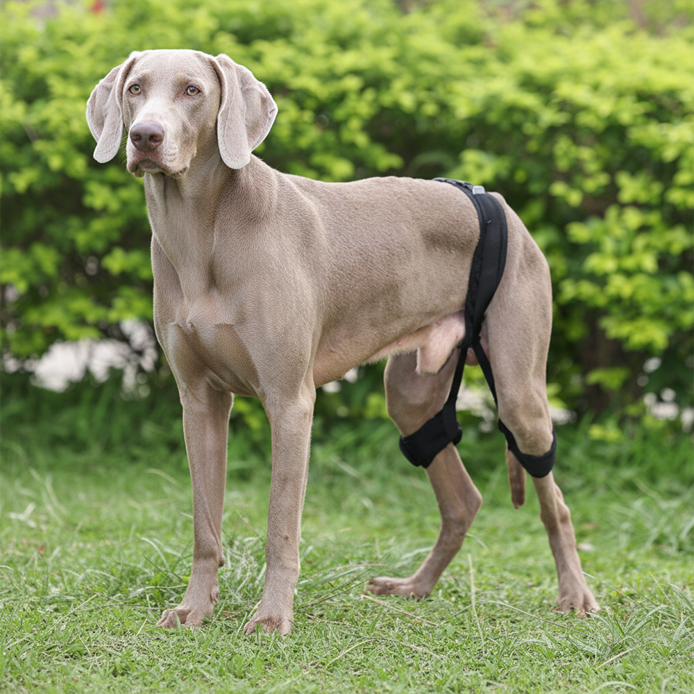 Professional Dog Hip Dysplasia Brace