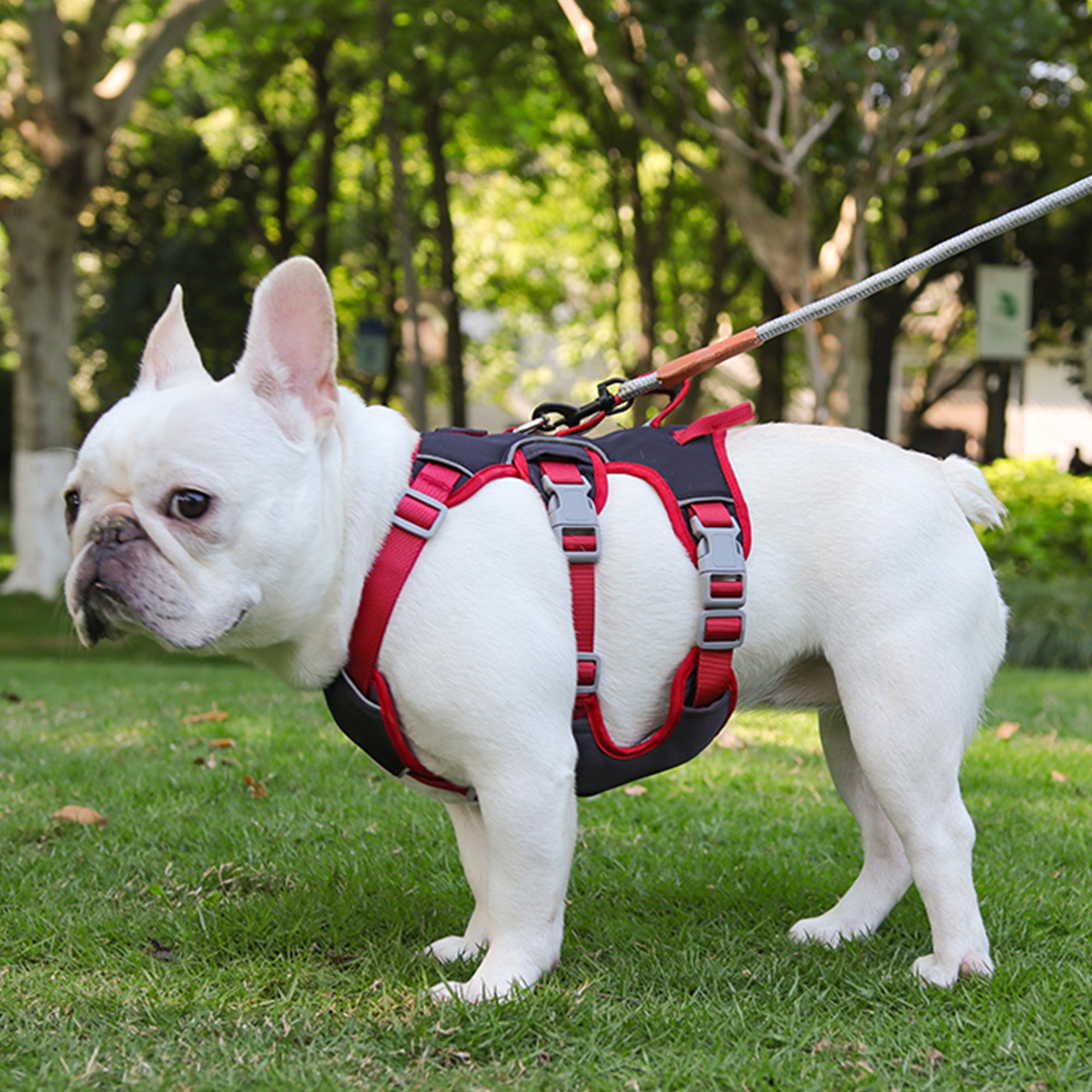 Anti-Escape Three-Piece Dog Chest and Back Harness